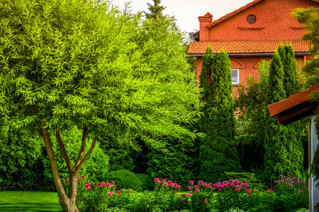 Part of the backyard of a private house on a clear summer day.の写真素材