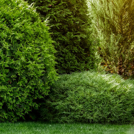 Landscaping of the backyard of a private house. Mowed lawn, decorative trees, flower beds.の写真素材