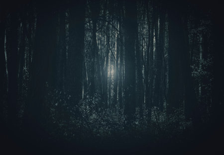 Trunks of trees in a dense forest.の写真素材