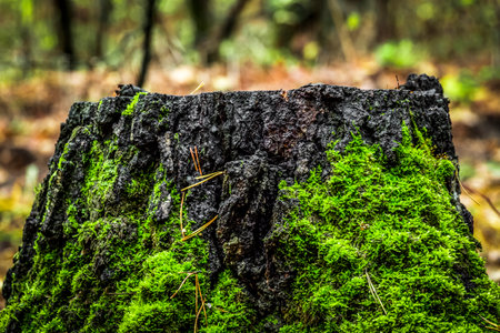 An old stump covered with moss in the autumn woods.の写真素材