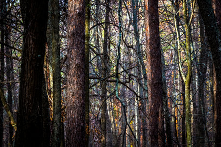 Trunks of trees in a dense forest.の写真素材