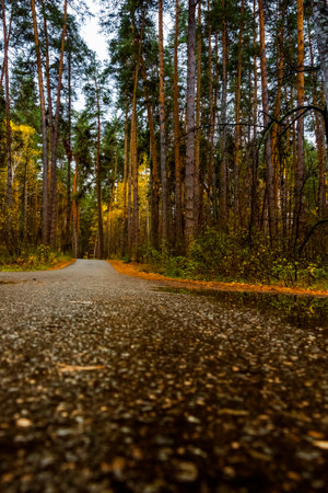 Walking through the autumn forest on a quiet day.の写真素材