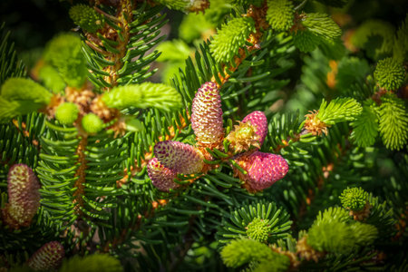 Decorative fir tree with red cones close-up.の写真素材
