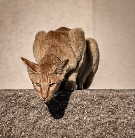 The oriental shorthair domestic red cat is sitting on the fence and watching passers-by.の写真素材