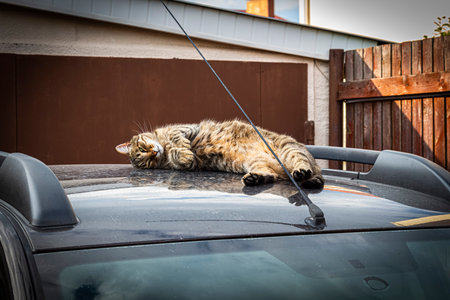 The tabby cat is fast asleep on the roof of the car.の写真素材