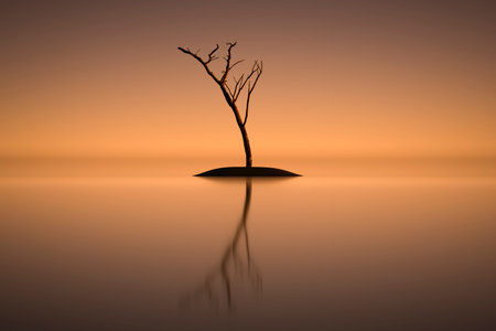 Dry single tree on a small island in the open sea.