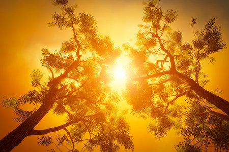 Crowns of forest trees against the background of a beautiful sky.の写真素材