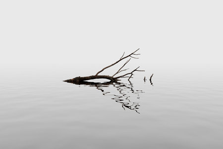 A broken dry branch floats on the surface of still water in the fog.の写真素材
