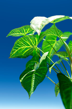 Green leaves of an ornamental plant against a blue sky close-up.の写真素材