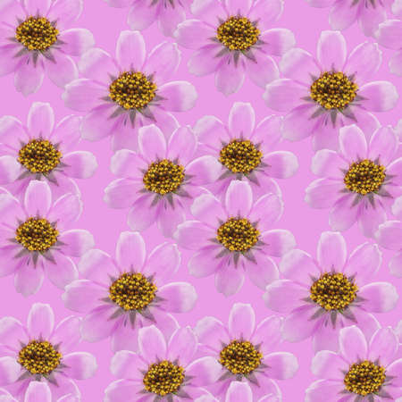 Cosmos. Illustration, texture of flowers. Seamless pattern for continuous replication. Floral background, photo collage for textile, cotton fabric. For wallpaper, covers, print.の写真素材