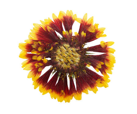 Pressed and dried flowers gaillardia isolated on white background. For use in scrapbooking, floristry or herbarium.の写真素材