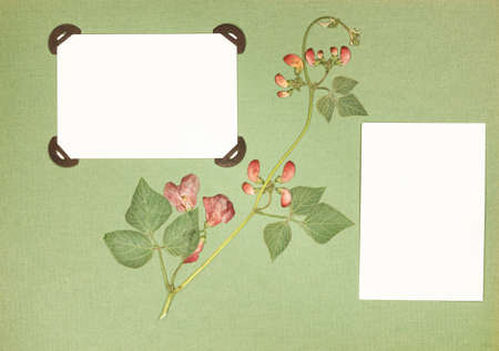 Page from an old photo album. Dried pressed flowers. Scrapbooking element decorated with leaves,...