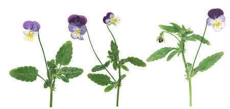 Pressed and dried flower pansies or violet, isolated on white background. For use in scrapbooking, floristry or herbarium.の写真素材