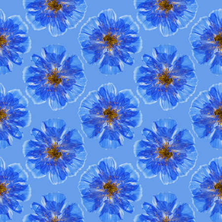 Cosmos. Illustration, texture of flowers. Seamless pattern for continuous replication. Floral background, photo collage for textile, cotton fabric. For wallpaper, covers, print.の写真素材
