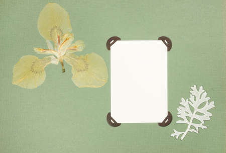 Page from an old photo album. Dried pressed flowers. Scrapbooking element decorated with leaves,...