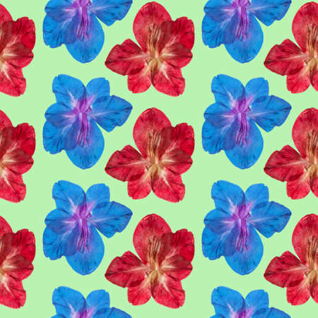 Gladiolus. Illustration, texture of flowers. Seamless pattern for continuous replication. Floral background, photo collage for textile, cotton fabric. For wallpaper, covers, print.の写真素材