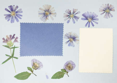 Page from an old photo album. Flowers chicory. Scrapbooking element decorated with leaves, flowers and petals flowers. For cards, invitations und congratulations. Use in scrapbooking, greetings.の写真素材
