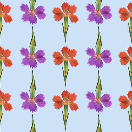 Carnation. Illustration, texture of flowers. Seamless pattern for continuous replication. Floral...