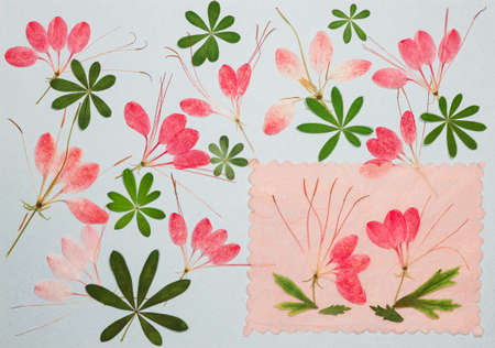 Page from an old photo album. Flowers cleome. Scrapbooking element decorated with leaves, flowers...