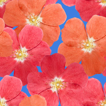 Briar, wild rose. Illustration, texture of flowers. Seamless pattern for continuous replication. Floral background, photo collage for textile, cotton fabric. For wallpaper, covers, print.の写真素材