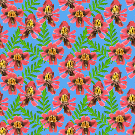 Schizanthus. Illustration, texture of flowers. Seamless pattern for continuous replication. Floral background, photo collage for textile, cotton fabric. For wallpaper, covers, print.の写真素材