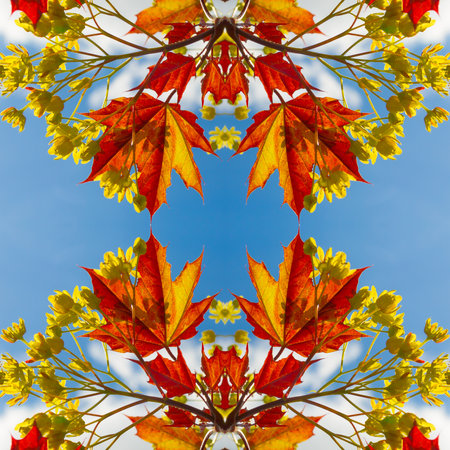 Plants. Seamless pattern. Red maple leaves against the blue spring sky. Seamless pattern collage for...