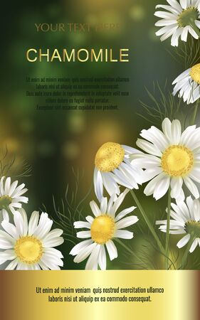 Vector banner with chamomile flowers for invitation, packaging, cosmetics, perfume, healthy food. Space for text.のイラスト素材