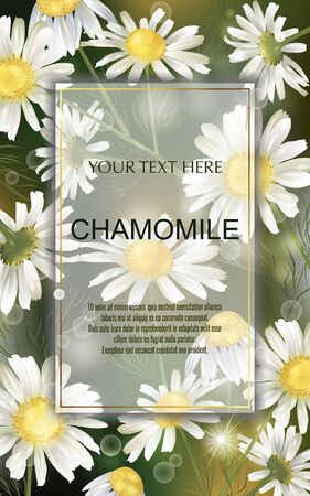 Vector banner with chamomile flowers for invitation, packaging, cosmetics, perfume, healthy food. Space for text.のイラスト素材