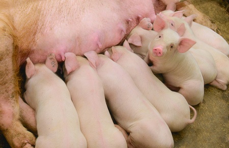 funny pigの写真素材