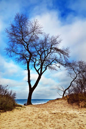 Beautiful lonely tree on a sand duneの写真素材