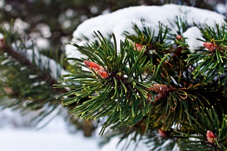 Pine branch with the kidneys, covered with snow