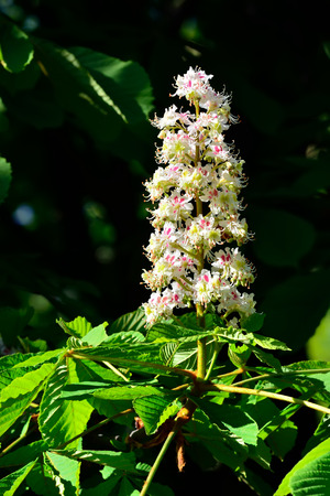Blooming chestnut  lat  Castanea  closeupの写真素材
