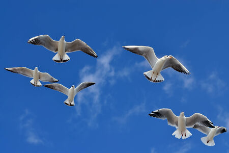 Seagulls flying against the blue sky