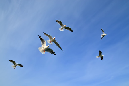 Flock of seagulls flying against the blue skyの写真素材