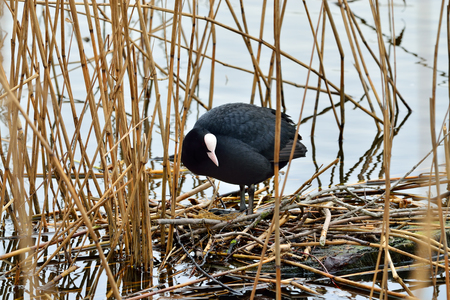 Coot sits on a nest in the reedsの写真素材