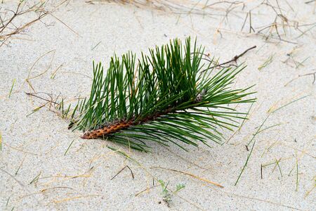 Sprig of pine breaks through the sand