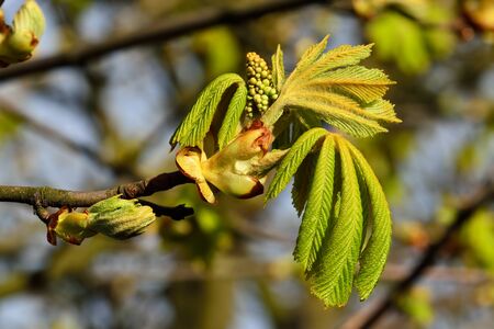 Buds and young leaves of chestnutt (lat. Castanea) closeupの写真素材