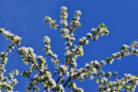 Spring. Apple tree in blossom. Beautiful flowers closeupの写真素材