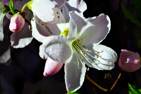 Beautiful flower rhododendron closeupの写真素材