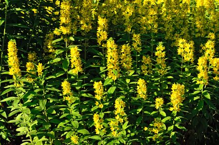 Garden yellow loosestrife. Beautiful yellow flowers closeupの写真素材