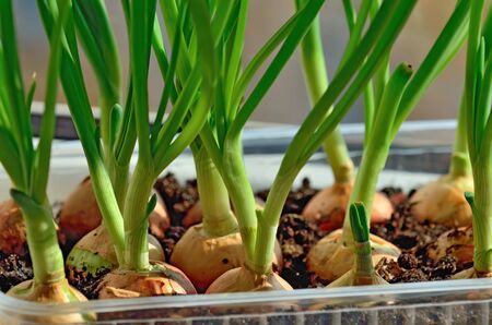 Green onions grow on the windowsill in a plastic potの写真素材