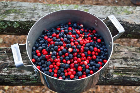 Ripe berries of lingonberry and blueberry close up lie in a saucepanの写真素材
