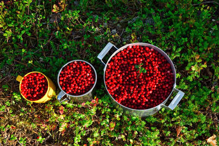 Ripe berries of lingonberry close up lie in a saucepan