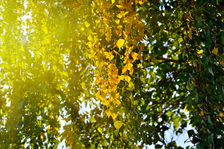 Early autumn, yellow birch leaves in counter light. Natural backgroundの写真素材