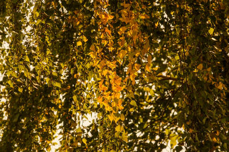 Early autumn, yellow birch leaves in counter light. Natural backgroundの写真素材