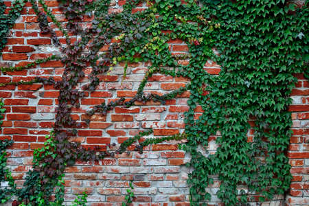 Wild grapes on an old red brick wall. Horizontal backgroundの写真素材