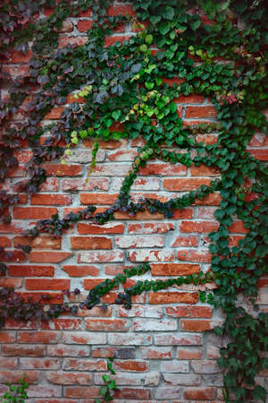 Wild grapes on an old red brick wall. Vertical background with vignetteの写真素材
