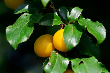 Ripe fruit of wild yellow cherry plum on a branch. Prunus cerasiferaの写真素材