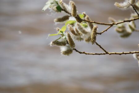 poplar down on water background at the summer, cottonwood fluff の写真素材