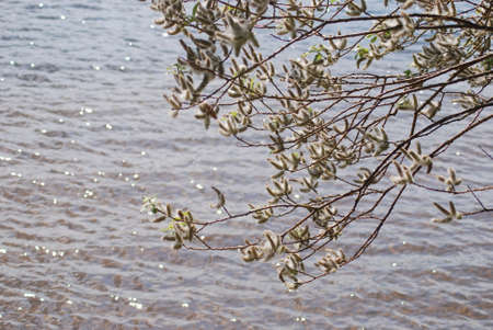 poplar down on water background at the summer, cottonwood fluff の写真素材